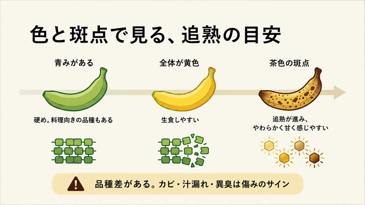 青みがある、全体が黄色、茶色の斑点という3段階のバナナを並べ、品種差と傷みのサインも示した追熟の目安図
