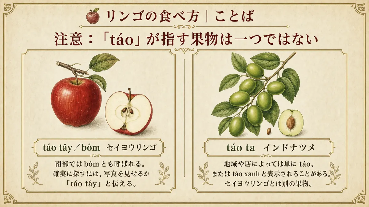 táo tây(セイヨウリンゴ)とtáo ta(インドナツメ)を見分ける図