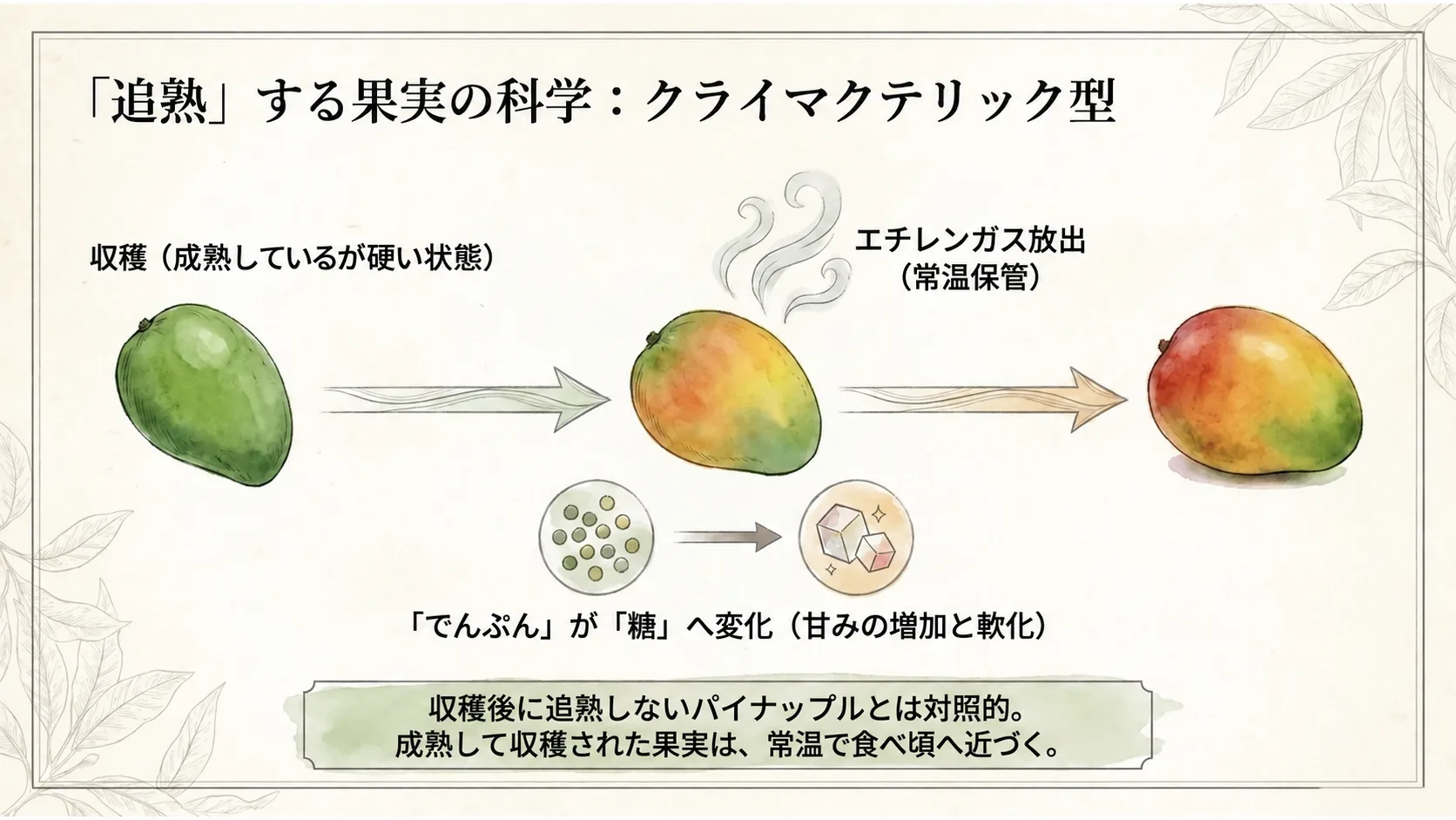 収穫後にエチレンの作用で追熟するマンゴー