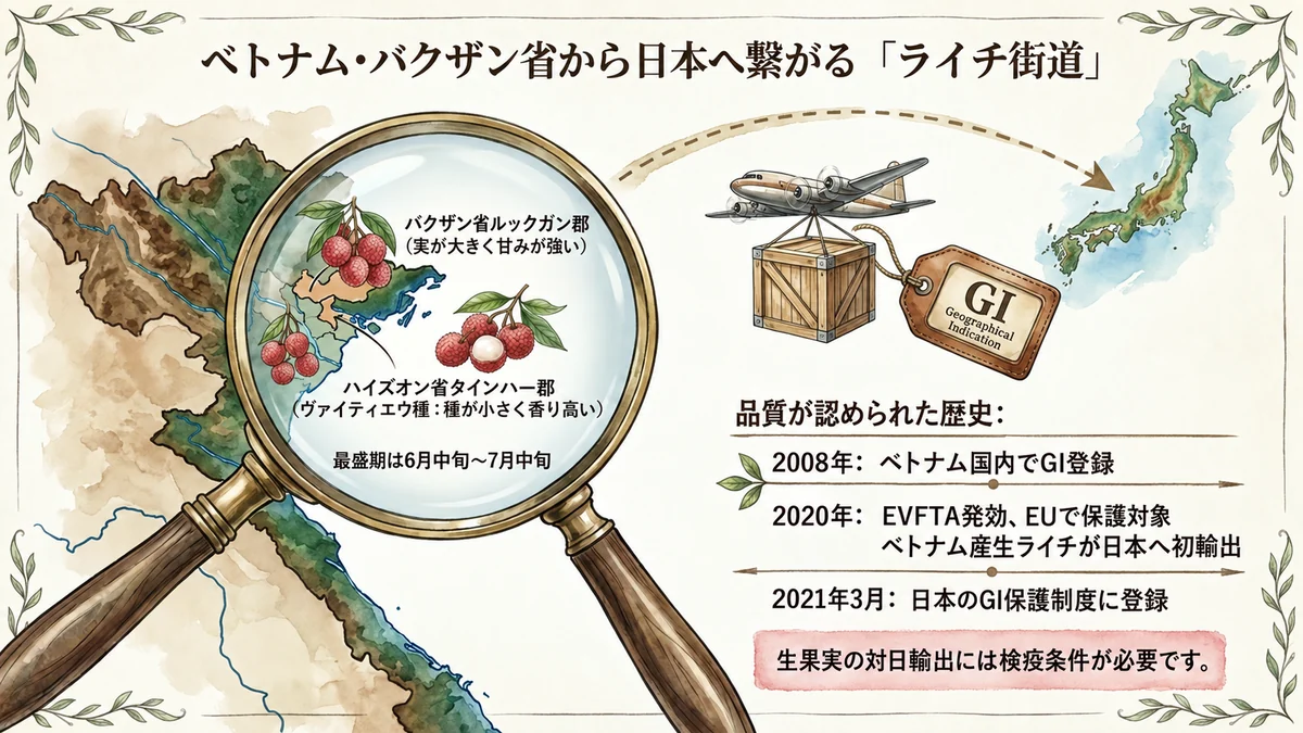 ベトナム・バクザン省から日本へつながるライチ街道の地図