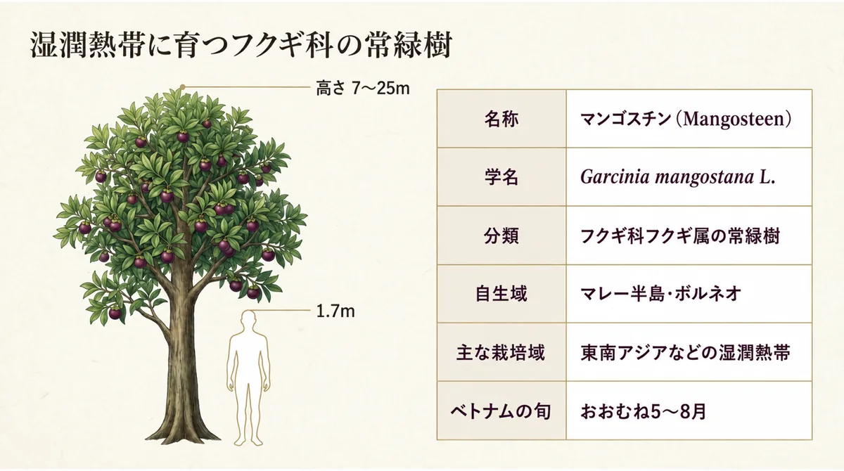 マンゴスチンの樹高、学名、分類、原産地、栽培域、ベトナムの旬をまとめた図