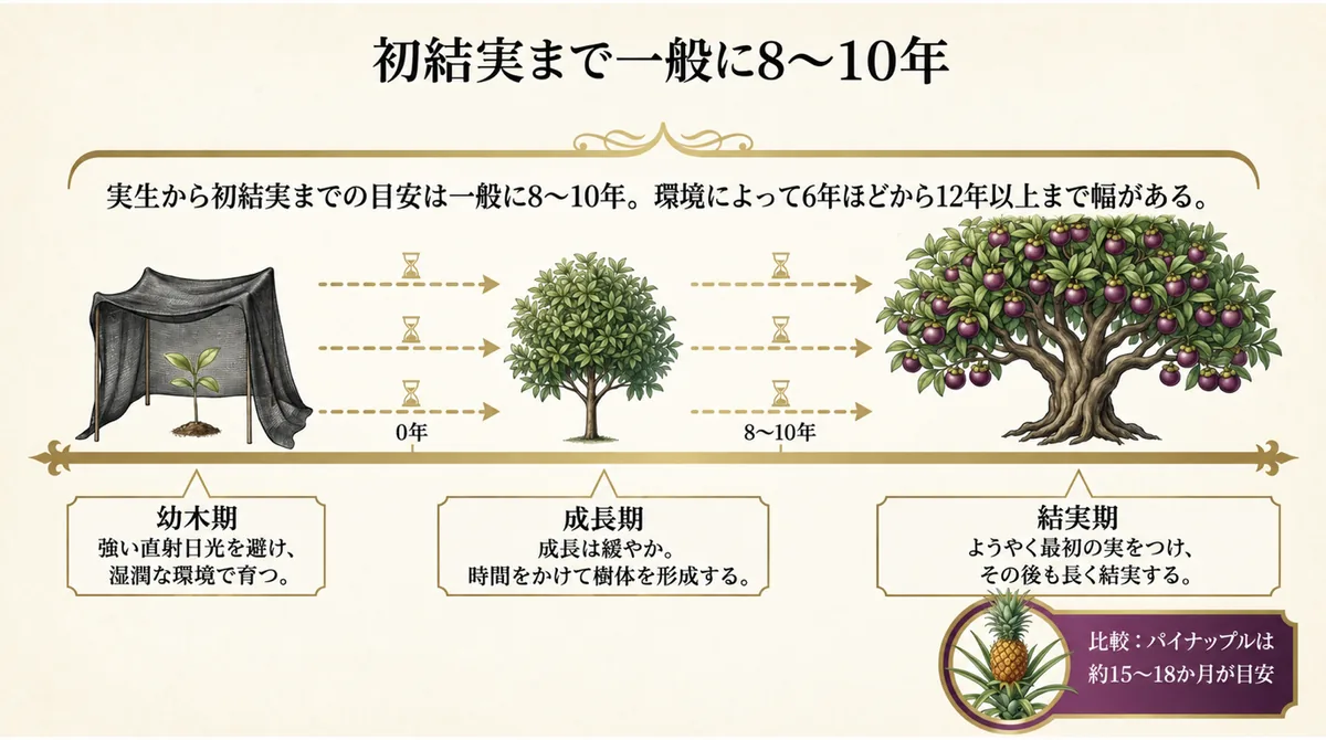 マンゴスチンが実生から初結実まで一般に8年から10年かかる成長図