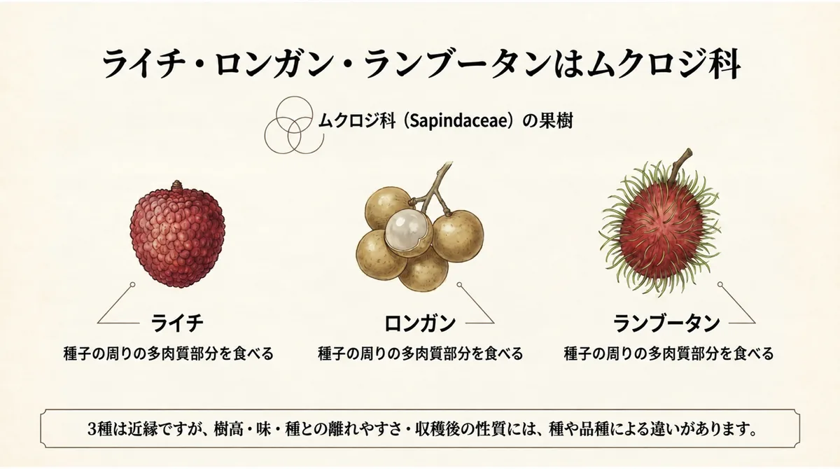 ランブータン、ライチ、ロンガンをムクロジ科の果物として比較した図