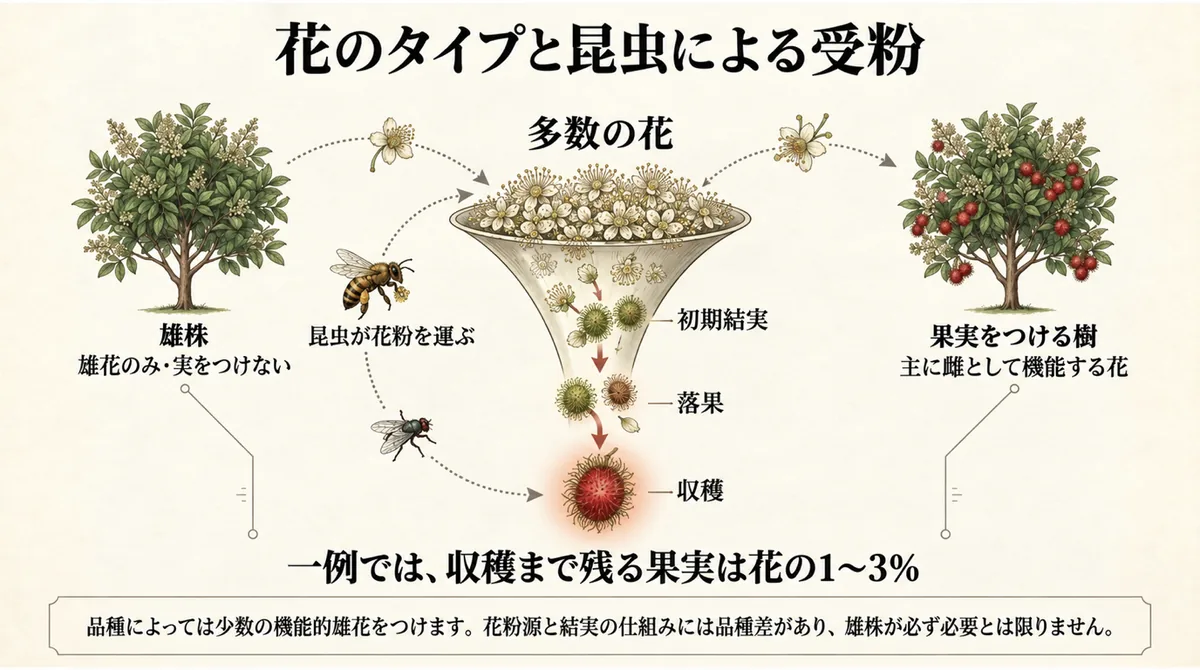 ランブータンの花のタイプと昆虫による受粉、収穫まで残る果実割合を説明する図