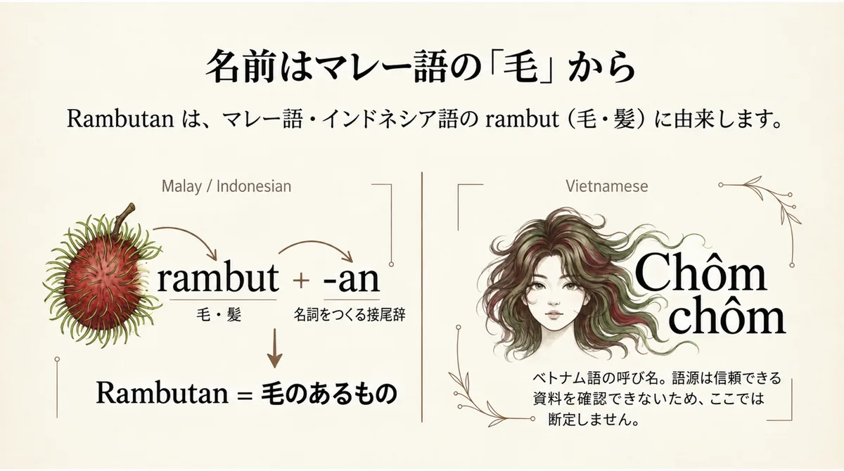 ランブータンの名前がマレー語のrambutに由来することを示す図
