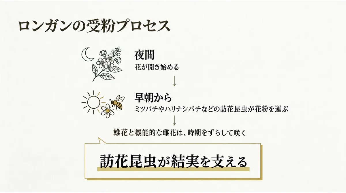 夜に開くロンガンの花と、早朝に花を訪れるハチを描いた受粉図
