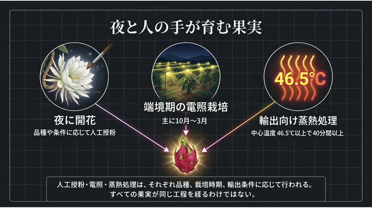 開花・電照栽培・日本向け蒸熱処理を、実施条件とともにまとめた図