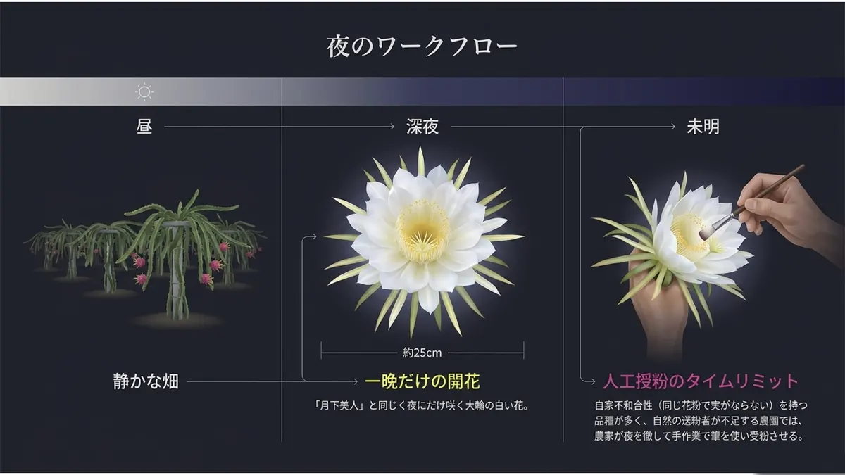夜のワークフロー。昼は静かな畑、深夜に約25cmの白い花が一晩だけ開花、未明に人の手で人工授粉