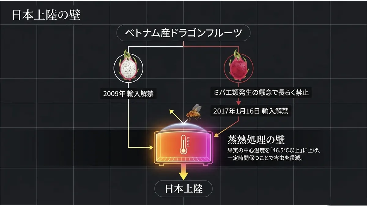 日本上陸の壁。白肉種は2009年に輸入解禁、赤肉種はミバエ類発生の懸念で長らく禁止されていたが2017年1月16日に輸入解禁。いずれも蒸熱処理施設で果実の中心温度を46.5℃以上に上げ害虫を殺滅する処理を経て日本上陸