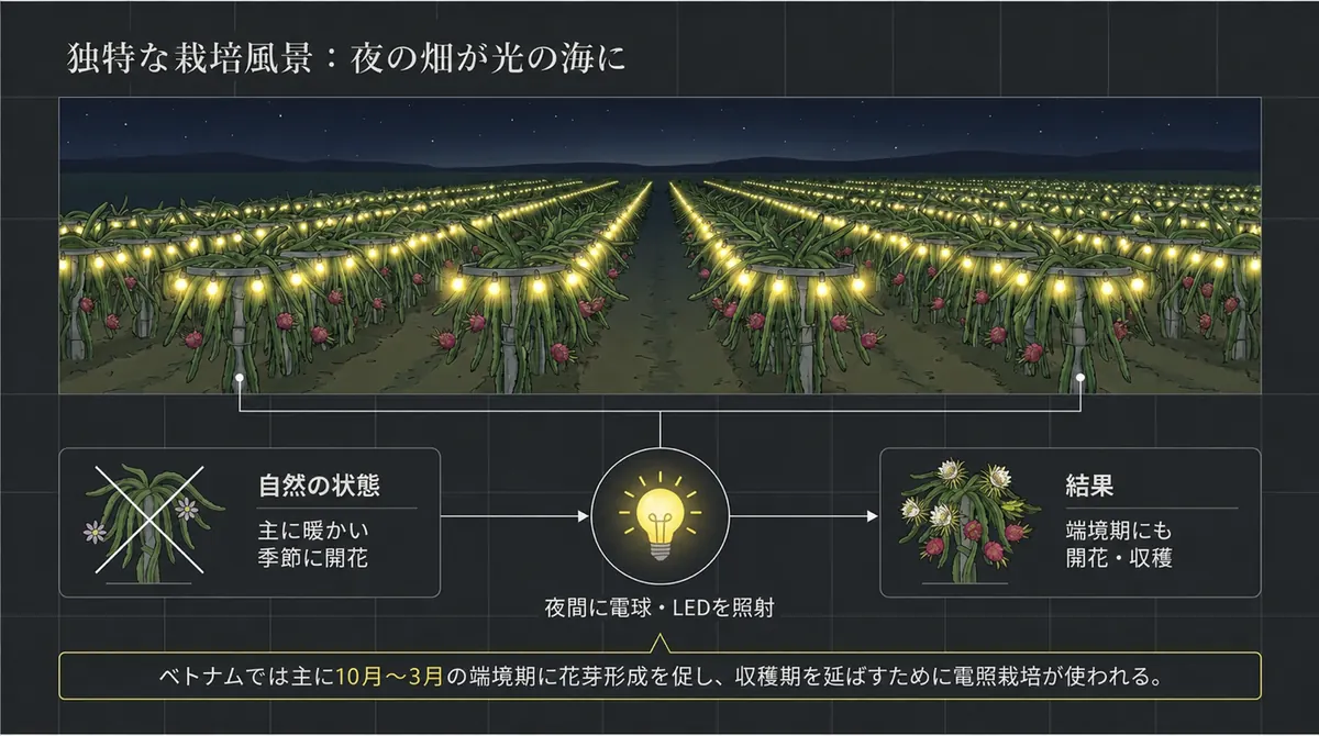 夜間照明で端境期の花芽形成を促す、ベトナムのドラゴンフルーツ畑