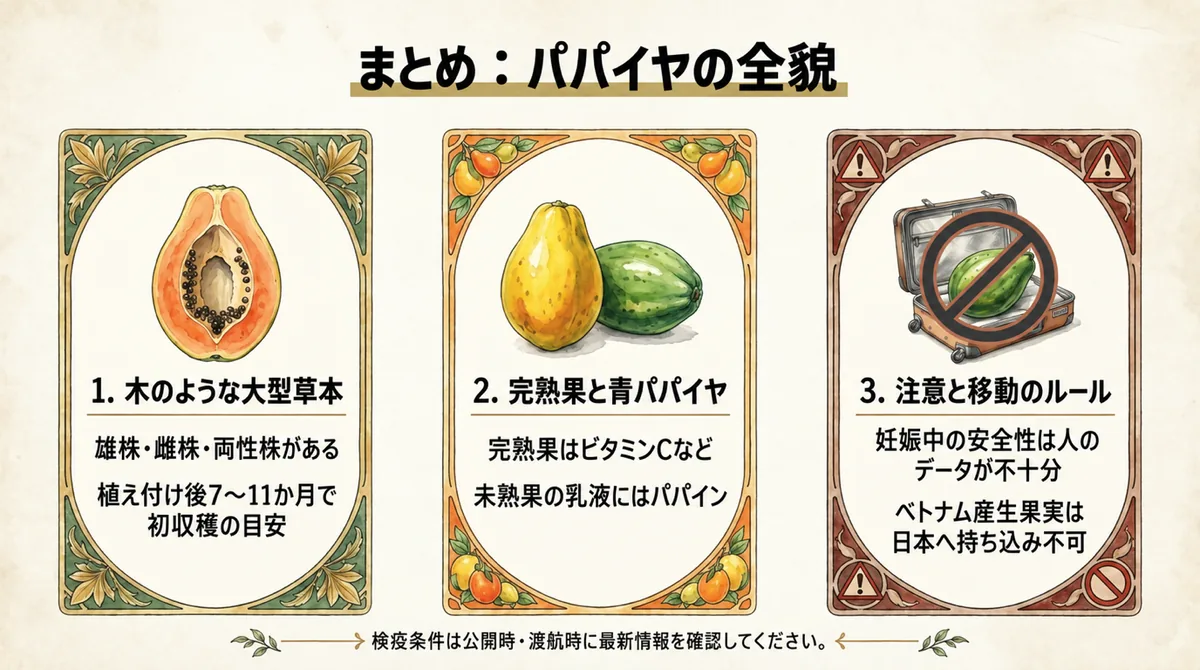 パパイヤの生態、完熟果と青パパイヤ、注意点と検疫をまとめた図