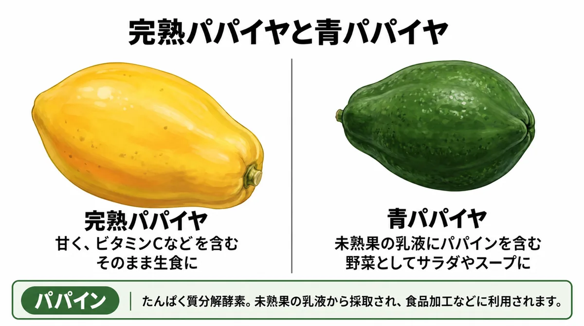完熟パパイヤと青パパイヤの味、用途、パパインの違いを示した図