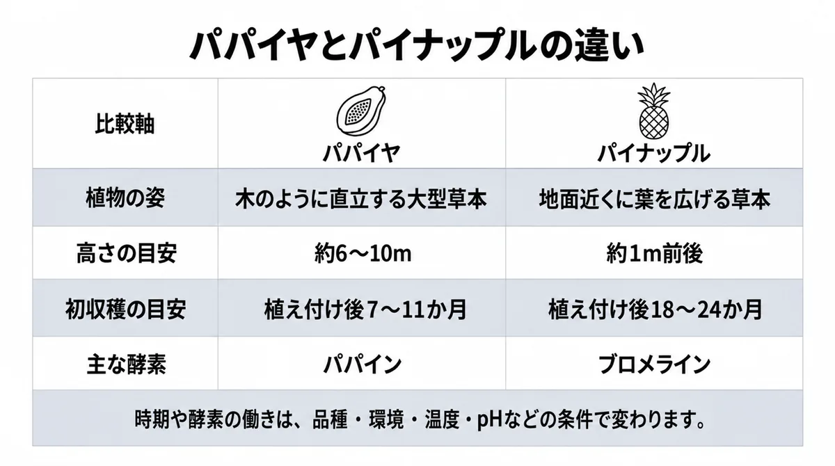 パパイヤとパイナップルの姿、草丈、初収穫、酵素を比較した表