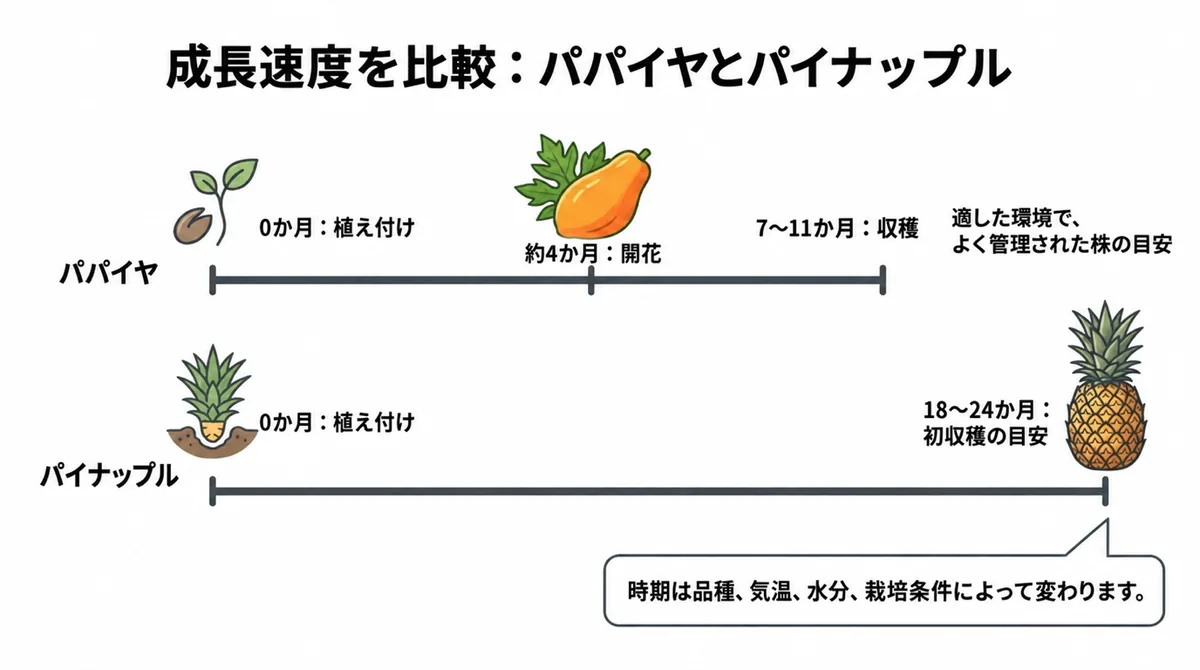パパイヤとパイナップルの植え付けから初収穫までの期間を比較した図