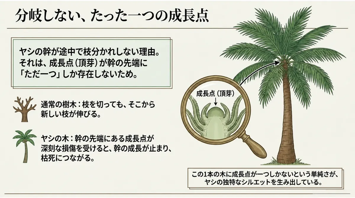 ヤシの木の成長点（頂芽）が幹の先端に一つだけあることを示す図解