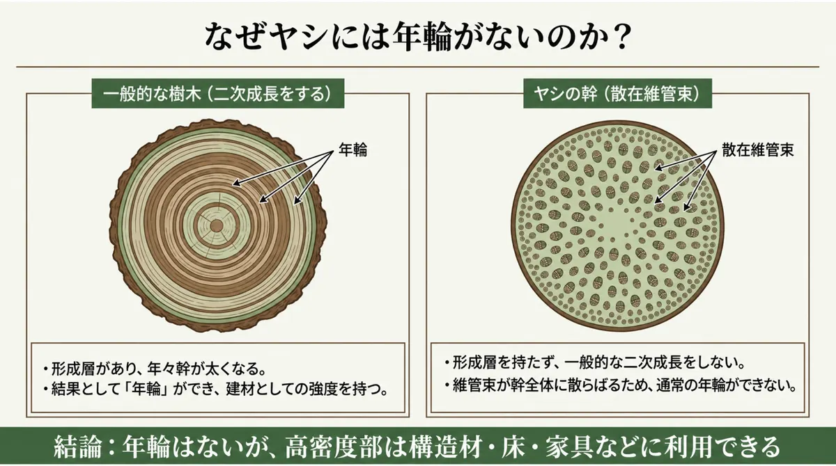 一般的な樹木とヤシの幹の断面を比較し、年輪の有無とヤシ材の利用を説明する図
