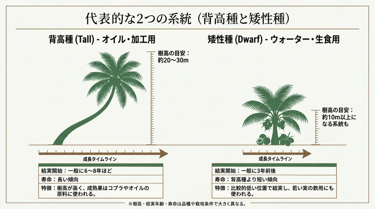 背高種と矮性種の樹高・結実開始・用途の一般的傾向を比較した図