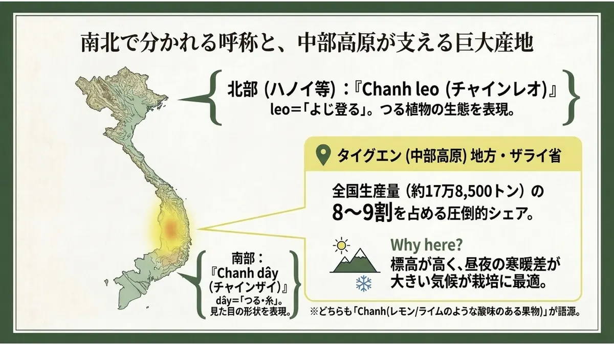 北部(ハノイ等)はChanh leo(leo=よじ登る)、南部はChanh dây(dây=つる・糸)という呼称の南北差と、タイグエン(中部高原)地方・ザライ省が全国生産量の8〜9割を占める理由(標高が高く昼夜の寒暖差が大きい気候)を示す地図