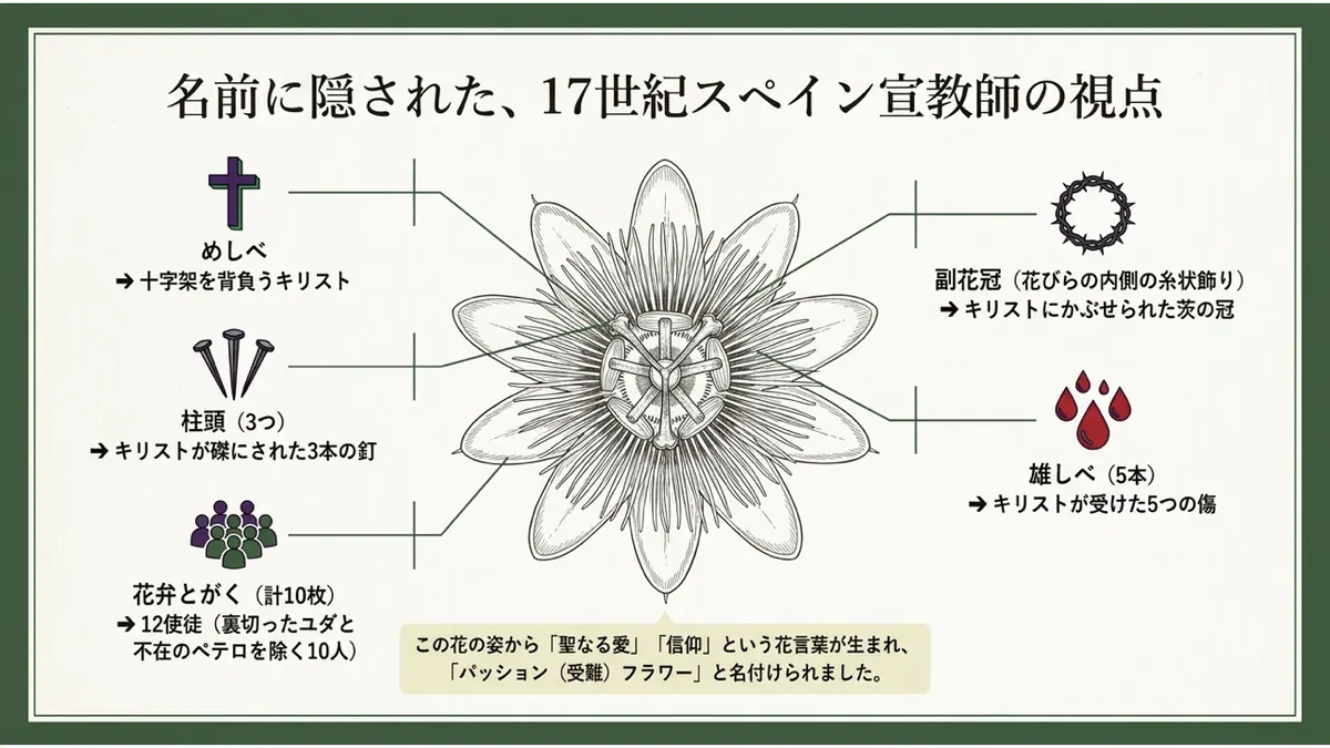 パッションフルーツの花の解剖図。めしべ(十字架を背負うキリスト)、副花冠(茨の冠)、雄しべ5本(キリストが受けた5つの傷)、柱頭3つ(磔にされた3本の釘)、花弁とがく計10枚(12使徒)という対応関係を示す図