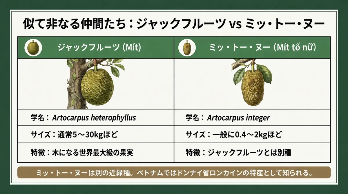 ジャックフルーツと別種のミッ・トー・ヌーを比較した図