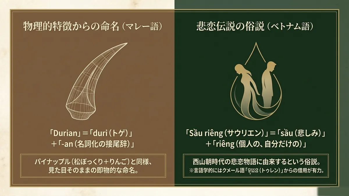 マレー語durianの成り立ちと、ベトナム語Sầu riêngをめぐる民間語源を対比した図