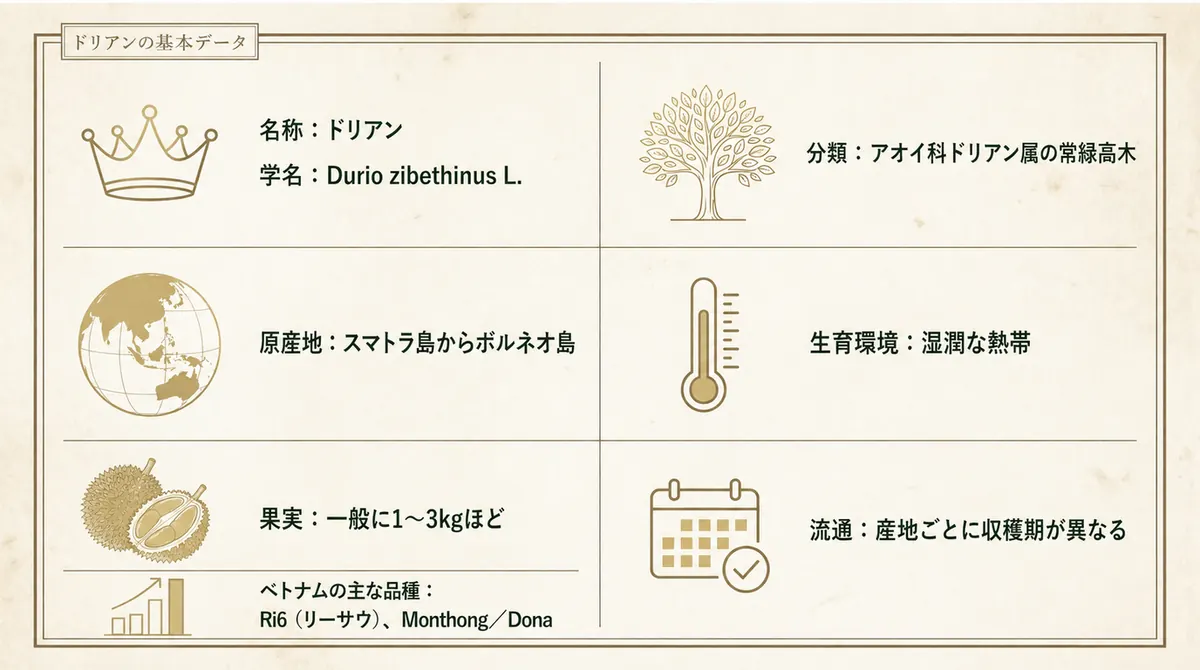 ドリアンの学名、分類、原産地、果実の重さ、生育環境、代表品種をまとめた基本データ図