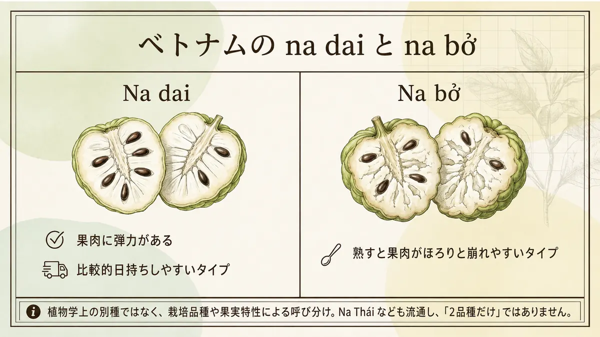 ベトナムのna daiとna bởの食感や日持ちの違いを示した比較図