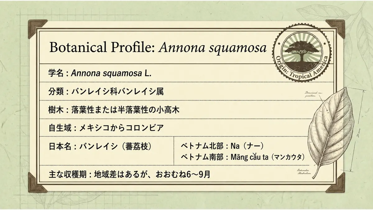 バンレイシの学名、自生域、ベトナムでの呼び名、主な収穫期をまとめた基本データ