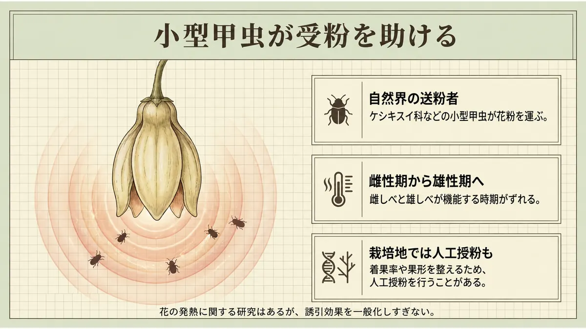 バンレイシの花を小型甲虫が受粉し、栽培地では人工授粉も行われることを示した図