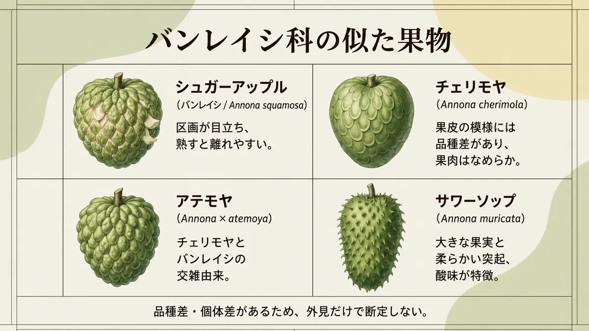 シュガーアップル、チェリモヤ、アテモヤ、サワーソップの代表的な特徴を並べた比較図