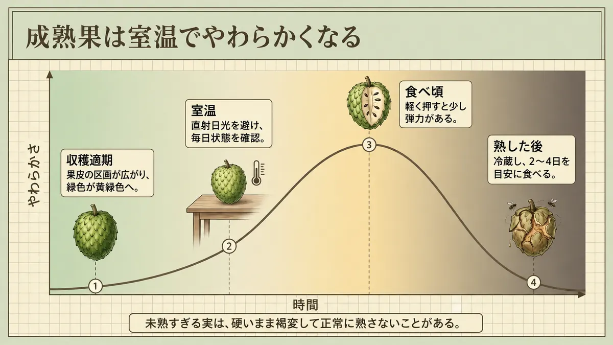 収穫適期のカスタードアップルが室温でやわらかくなり、食べ頃を迎える流れ