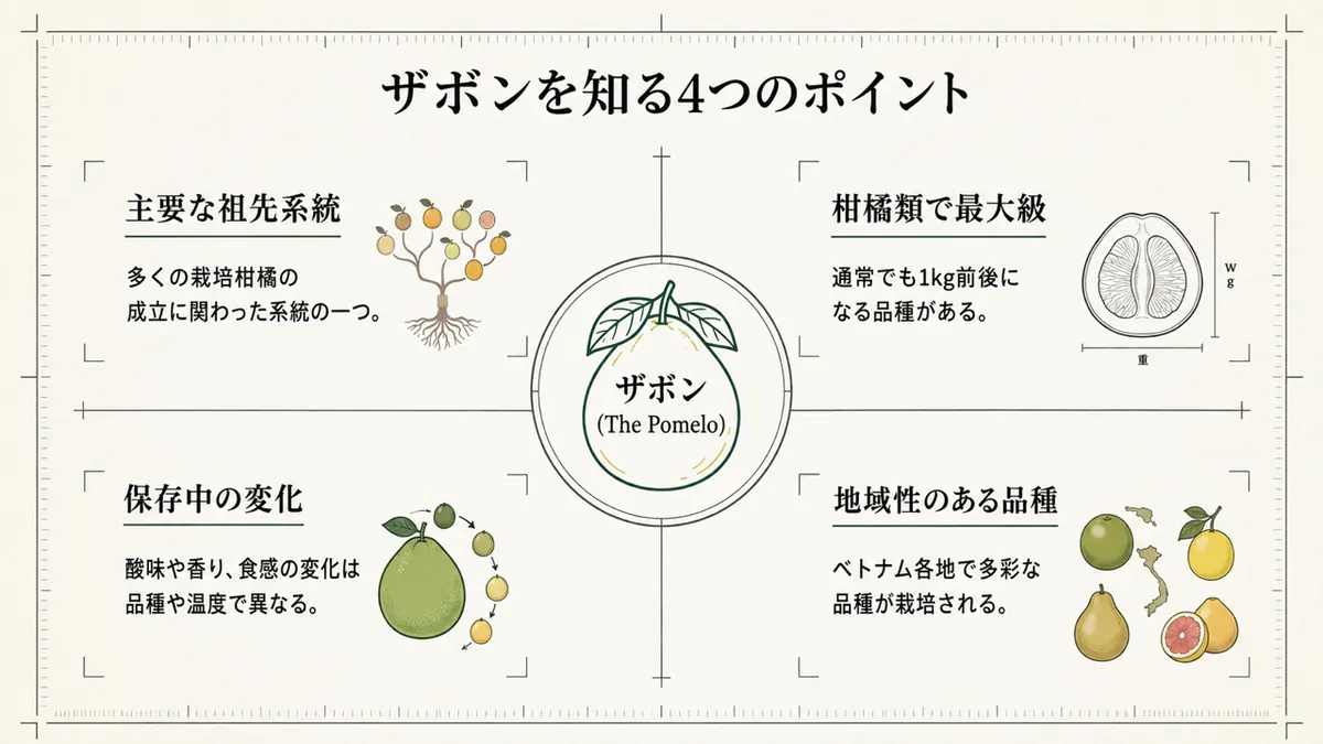 ザボン図鑑の要点をまとめた図