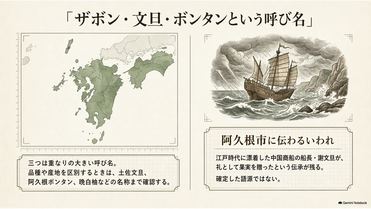 ザボン、文旦、ボンタン、ポメロの呼び名の関係