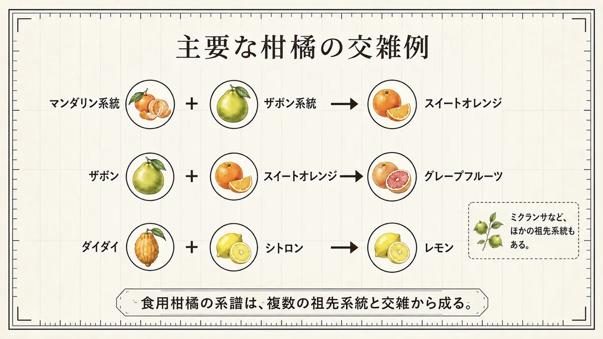 ザボンとマンダリンなどから栽培柑橘が成立した複雑な系譜