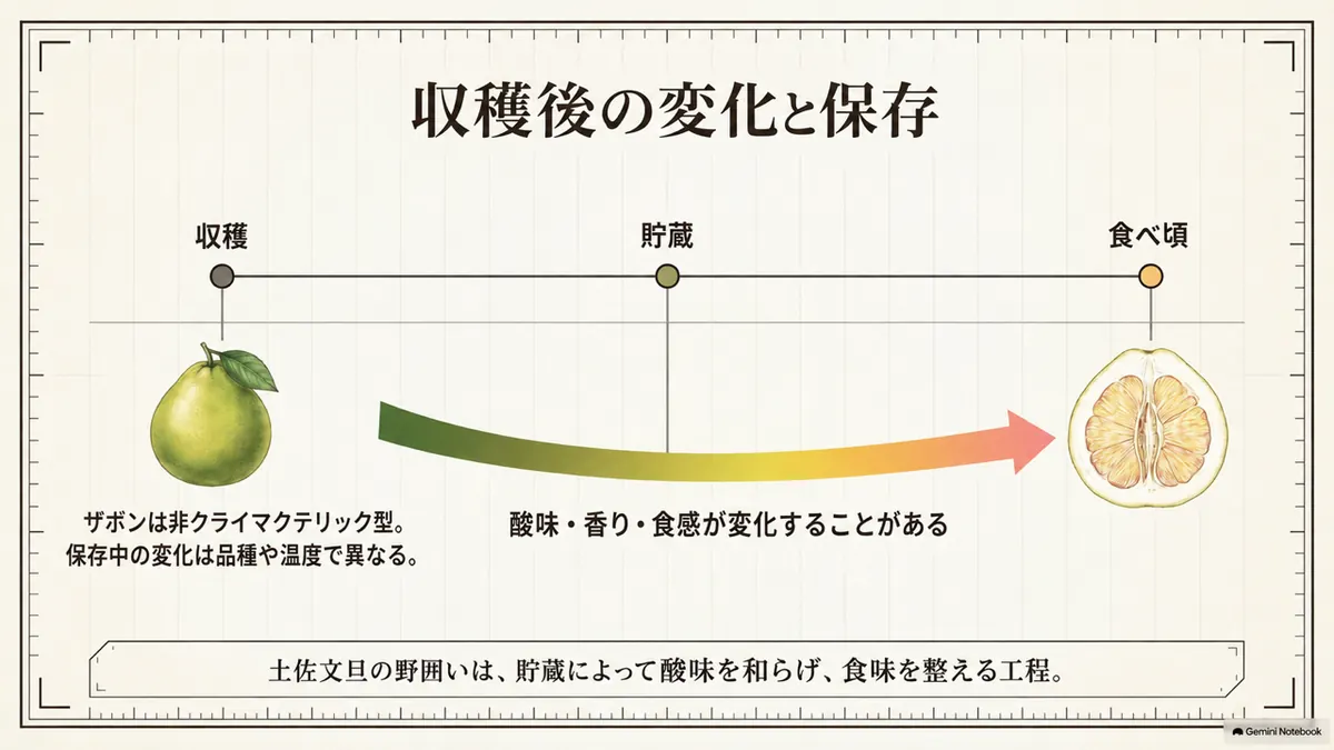 非クライマクテリック型のザボンと貯蔵による食味変化を示す図