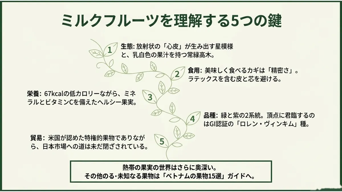 ミルクフルーツを理解する5つの鍵。1.生態:放射状の「心皮」が生み出す星模様と、乳白色の果汁を持つ常緑高木。2.食用:美味しく食べるカギは「精密さ」。ラテックスを含む皮と芯を避ける。3.栄養:67kcalの低カロリーながら、ミネラルとビタミンCを備えたヘルシー果実。4.品種:緑と紫の2系統。頂点に君臨するのはGI認証の「ロレン・ヴィンキム」種。5.貿易:米国が認めた特権的果物でありながら、日本市場への道は未だ閉ざされている