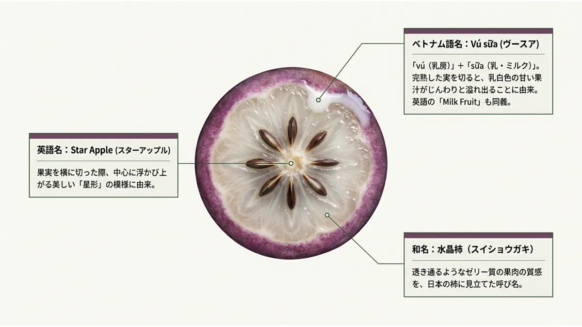 ベトナム語名:Vú sữa(ヴースア)。「vú(乳房)」+「sữa(乳・ミルク)」。完熟した実を切ると、乳白色の甘い果汁がじんわりと溢れ出ることに由来。英語の「Milk Fruit」も同義。英語名:Star Apple(スターアップル)。果実を横に切った際、中心に浮かび上がる美しい「星形」の模様に由来。和名:水晶柿(スイショウガキ)。透き通るようなゼリー質の果肉の質感を、日本の柿に見立てた呼び名