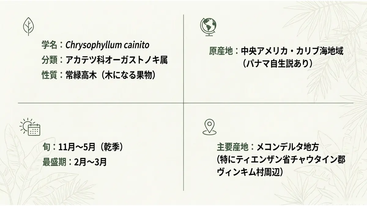 学名:Chrysophyllum cainito。分類:アカテツ科オーガストノキ属。性質:常緑高木(木になる果物)。原産地:中央アメリカ・カリブ海地域(パナマ自生説あり)。旬:11月〜5月(乾季)、最盛期2〜3月。主要産地:メコンデルタ地方(特にティエンザン省チャウタイン郡ヴィンキム村周辺)