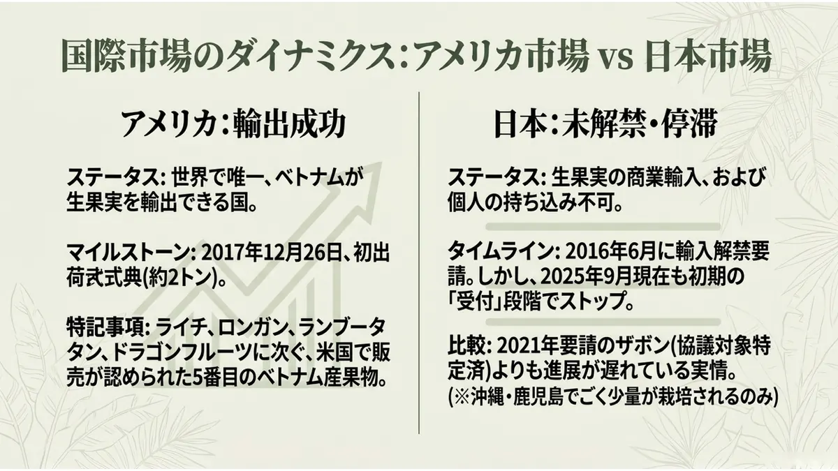 国際市場のダイナミクス:アメリカ市場 vs 日本市場。アメリカ:輸出成功。ステータス:世界で唯一、ベトナムが生果実を輸出できる国。マイルストーン:2017年12月26日、初出荷式典(約2トン)。特記事項:ライチ、ロンガン、ランブータン、ドラゴンフルーツに次ぐ、米国で販売が認められた5番目のベトナム産果物。日本:未解禁・停滞。ステータス:生果実の商業輸入、および個人の持ち込み不可。タイムライン:2016年6月に輸入解禁要請。しかし、2025年9月現在も初期の「受付」段階でストップ。比較:2021年要請のザボン(協議対象特定済)よりも進展が遅れている実情(※沖縄・鹿児島でごく少量が栽培されるのみ)
