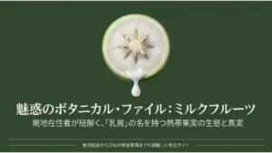 魅惑のボタニカル・ファイル:ミルクフルーツ。現地在住者が紐解く、「乳房」の名を持つ熱帯果実の生態と真実。栽培起源から日米の貿易事情までを網羅した完全ガイド