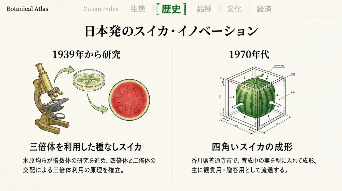 三倍体を利用した種なしスイカの研究と、香川県善通寺市で生まれた四角スイカを紹介する図