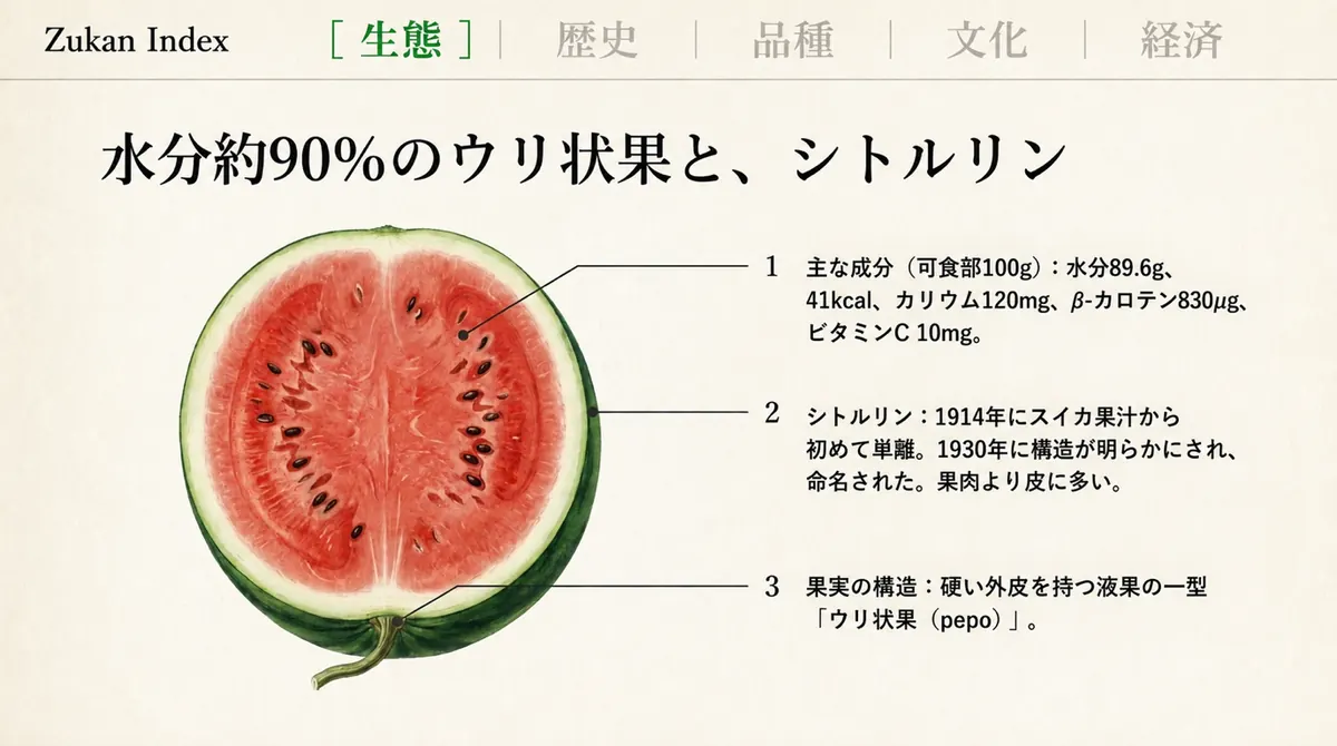 スイカの断面図に、水分、エネルギー、カリウム、シトルリン、ウリ科の果実としての構造を示した図