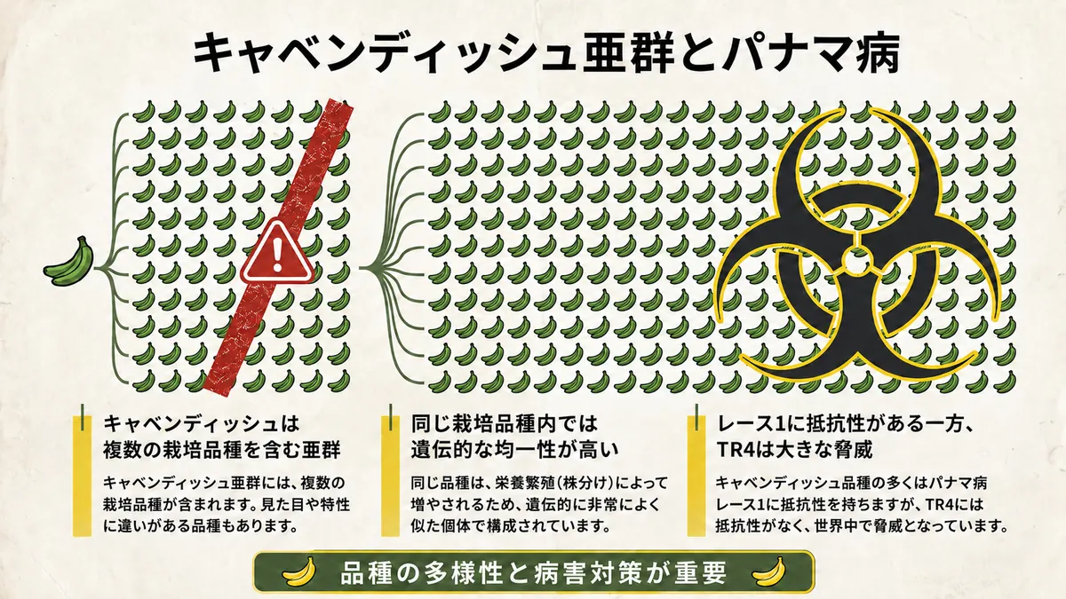 キャベンディッシュが複数の栽培品種を含む亜群であること、同じ栽培品種内の遺伝的均一性、パナマ病TR4の脅威を示した図
