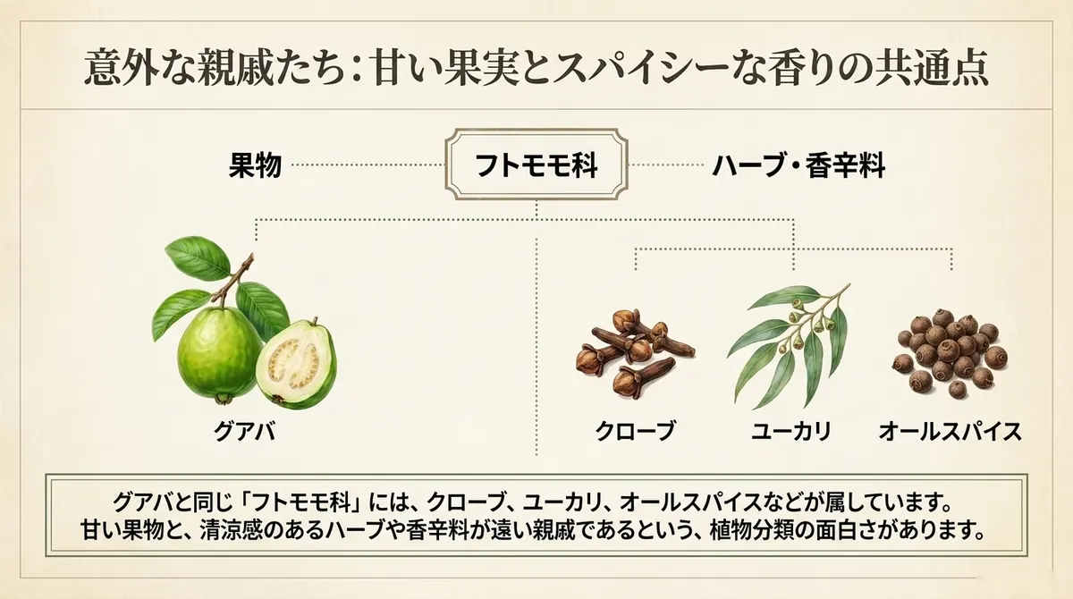 フトモモ科を頂点に、果物のグアバと、ハーブ・香辛料のクローブ・ユーカリ・オールスパイスが枝分かれして連なる系統図