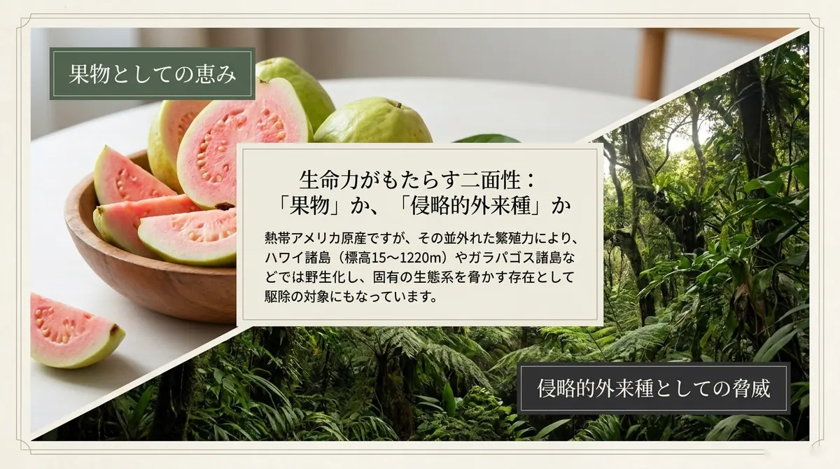 左側にボウルに盛られたピンク色のグアバの果肉写真「果物としての恵み」、右側にハワイの熱帯雨林の写真「侵略的外来種としての脅威」を対角線で分割し、中央に生命力がもたらす二面性を説明する文章を配置した図