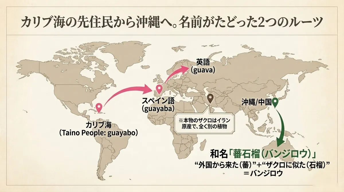 世界地図上に、カリブ海の先住民タイノ人の言葉guayaboから、スペイン語guayaba、英語guavaへと伝わったルートと、沖縄・中国を経て和名「蕃石榴(バンジロウ)」が生まれたルートの2つを矢印で示した図