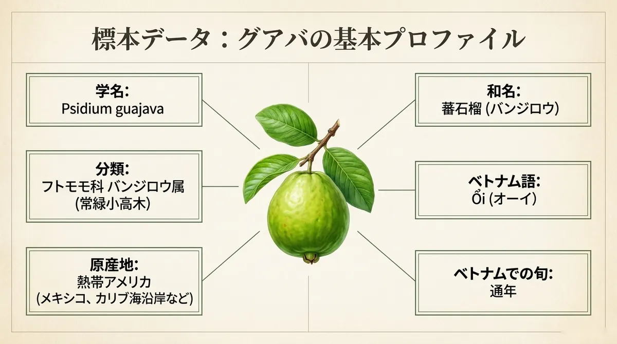 学名Psidium guajava・和名蕃石榴・分類フトモモ科バンジロウ属の常緑小高木・原産地熱帯アメリカ・ベトナム語Ổi・ベトナムでの旬は通年という6項目を、中央のグアバの枝葉イラストから吹き出しで示した標本データ風の図