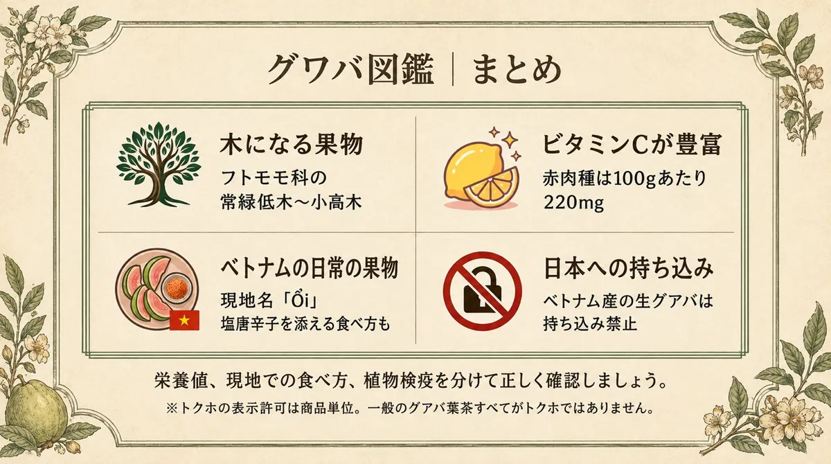 グワバの植物分類、ビタミンC、ベトナムでの食べ方、日本への持ち込み規制を4項目でまとめた図