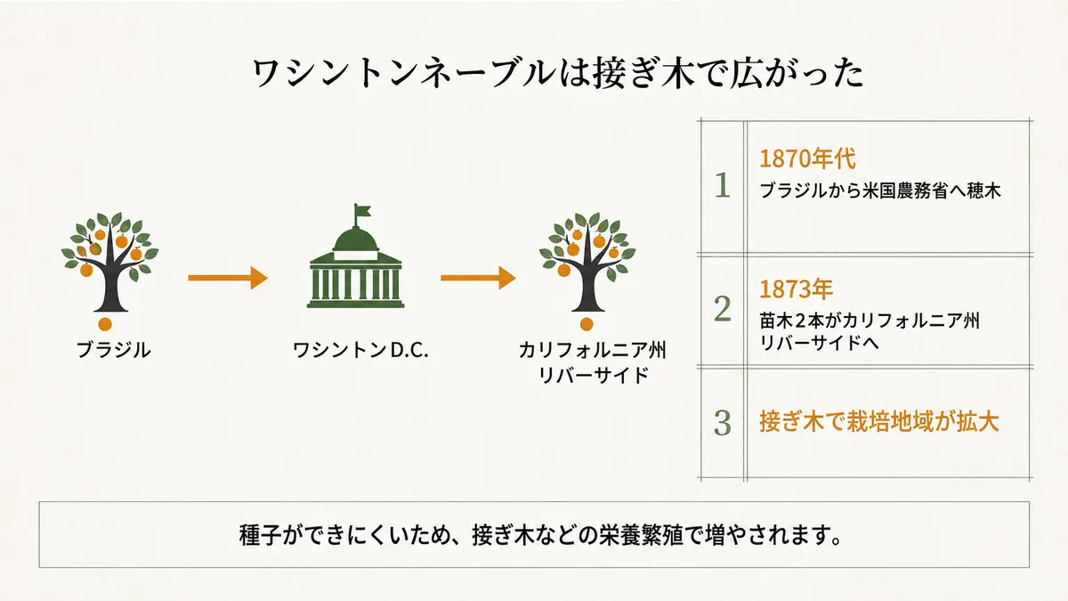 ブラジルで得られたネーブルオレンジの穂木が1870年代に米国へ渡り、ワシントンDCを経て1873年にリバーサイドへ届いた流れを示した図