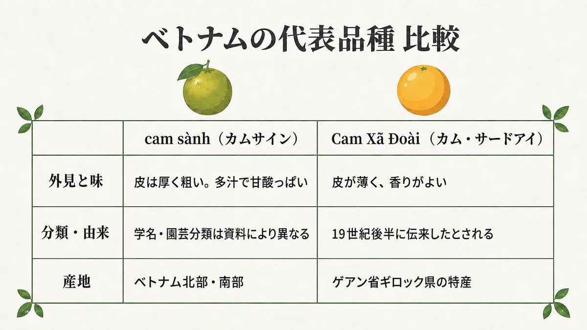 cam sànhとCam Xã Đoàiの外見と味、分類・由来、産地を並べたベトナムの代表品種比較表